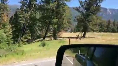 30K views · 491 reactions | A grizzly bear attacks a cow in this rare footage from Crandall, Wyoming. (WARNING: Some viewers may find this footage disturbing) (Credit: ViralHog) | Yahoo Canada | Facebook