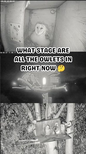 What stage are the owlets in right now? 🤔 #owlet #babyowls #babybarnowls
