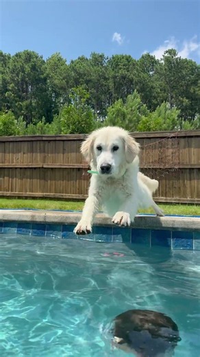 Tag the golden taking a dip! #goldenretreiver #puppy #goldenretreivers #pool #poolfun #poolparty