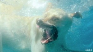 104 reactions · 67 shares | If one thing makes you happy today, it’ll be this: a full 90 seconds of darling dogs and precious pups taking a swim. | Glam | Facebook