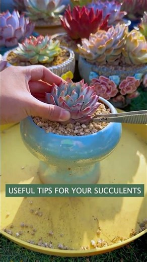 Beginner's Succulent Care: Easy Tips for a Beautiful Plant Garden | 다육이 | 多肉植物