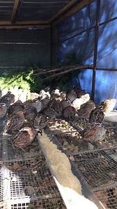 52K views · 162 reactions | We're booking guided hunts. Stay in a...