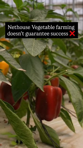 Net house without proper systems is just an expensive shade. Focusing on proper management of the vegetable farming in net house can result in consistent yield and production. Save and Share this reel for reference. (nethouse farming, vegetable cultivation, protected farming, mulch film, weed mat, nursery setup, residue-free farming, agriplast tech india, precision agriculture, sustainable farming, zero pesticide vegetables, smart irrigation, farmer success) #AgriplastTechIndia #NetHouseFarming 