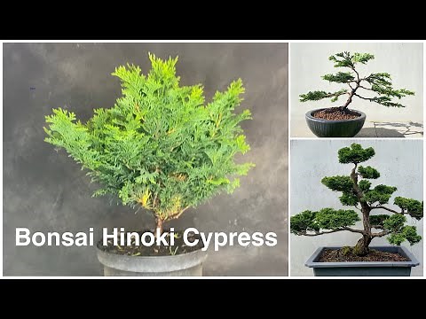 Bonsai Hinoki cypress design. Chamaecyparis Obtusa. Transformation to a Bonsaitree