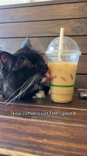 Coffee tastes better when there’s a cat watching you drink it ☕️ #cafe #cats #thingstodogoldcoast #mustdogoldcoast #surfersparadise
