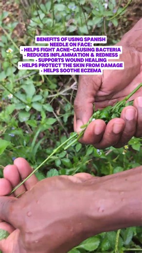 How to use Bidens Pilosa leaves