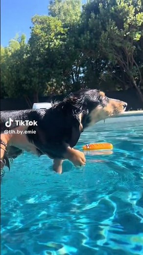 ☀️🐾 The Ultimate Summer Animal Compilation 2025 | Summer is Ours #shorts
