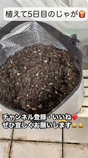 【じゃがいも】#8 水やりしましょう 【ポテト】【観察日記】【家庭菜園】【ベランダ】【エコバック】#shorts