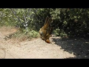 Oiseaux capturés dans des filets à Chypre (2)