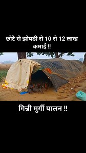 #Guineafowl #Chinimurgipalan #Deshichakor #Poultry | Poultry Farming Guide