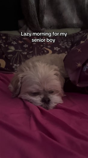 He did not want to get up this morning #sunday #fyp #seniordog #shorkie #dog