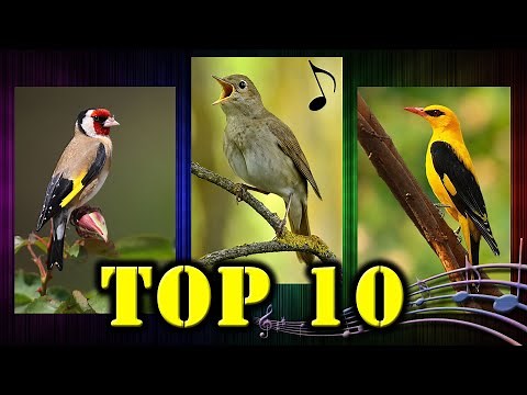 10 BEST Singing Birds of Poland