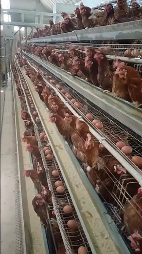 Egg Production Exposed: How Caged Chickens Live & La 👀