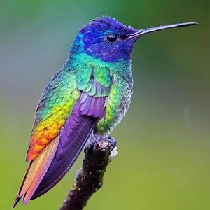 Hummingbirds: Characteristics, Habitat, Types and more ▷➡️ Postposmo