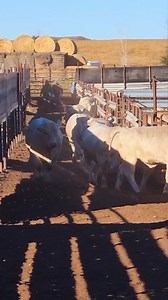 These ETN bulls will be arriving in Florida today! 🥩59 ETN Purebred Bulls Sell 🥩 Fertility tested, ready to work OKEECHOBEE LIVESTOCK MARKET - EATON CHAROLAIS BULL SALE Okeechobee Livestock Market | Eaton Charolais Ranch