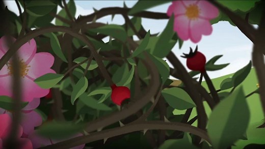 The life cycle of a plant