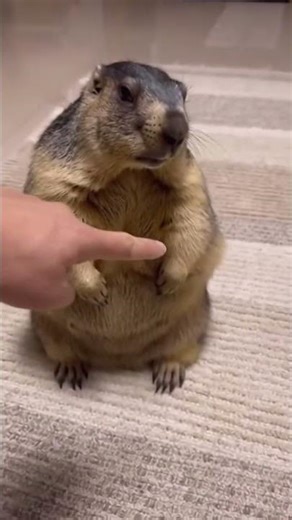 Poking marmot until he's had enough (super cute reaction)