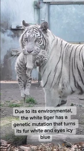 Animals That Look Different But Are the SAME 😳