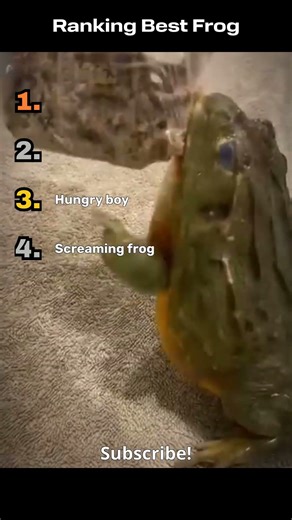 Ranking Funniest Frogs!