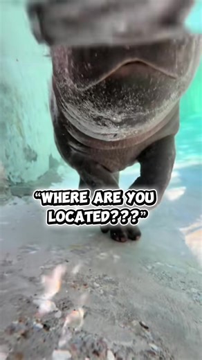 📍 We’re in Goddard, Kansas. That’s ten minutes west of the Wichita airport and twelve minutes from downtown Wichita. Or, if you prefer: we’re three minutes north of the Goddard Walmart… because we know that’s the landmark that actually matters. 😉 Plus, getting here is easy — Wichita has direct flights from tons of major U.S. cities, so making a wild weekend out of it is totally doable. ✈️✨ #travel #kansas #roadtrip #vacation #animals