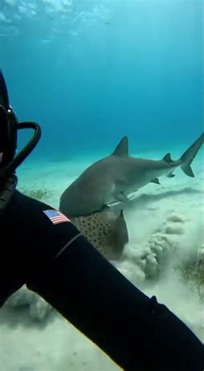 Apex predator in action! 🦈⚡