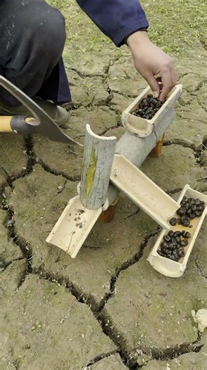 Handmade Shell Remover! Chestnuts Peeling Made Easy, Clean Meat in Seconds