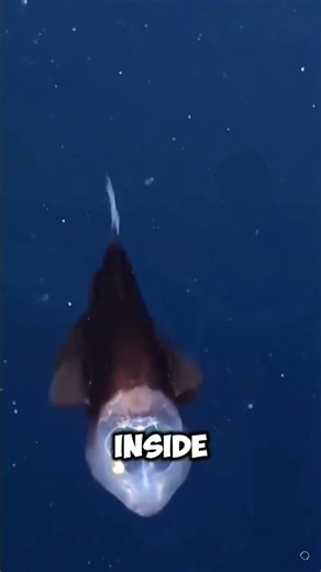 The Ocean’s Most Unreal Creature🐟💀