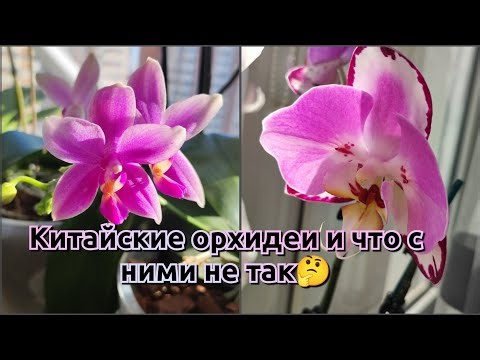 Chinese orchids are the subject of negativity on the internet❗#video#vlog#funny#review#2026