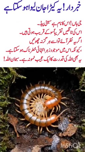 Warning! This Insect Can Be Deadly#Centipede#DangerousInsect#WildlifeAlert#NatureFacts#StaySafe