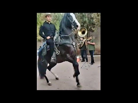 CABALLOS BAILADORES CON LA BANDA LOS TAMAZULAS DE GUASAVE SINALOA ‪@Jaliscomagico-hj3mw‬ 2025🇲🇽🐎🐎🐎🐎🎺