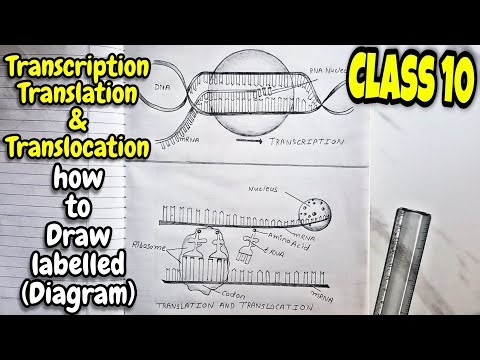 Class 10: Transcription, Translation and Translocation Labelled Diagram/ hereditary and evolution