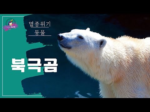 [Environmental Education] Polar Bear, an Endangered Species