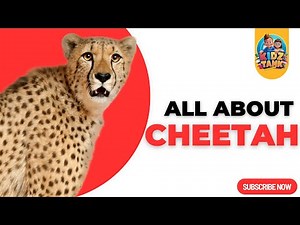 All About Cheetahs: Discover Fascinating Facts