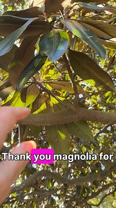 🌸 Magnolia Bark Tea for Gentle Post-Feast Digestion 🌸 Magnolia bark has been used for centuries to support healthy digestion, ease bloating, and help the body process heavy meals with more ease. Its aromatic bitters and warm, woody compounds help move digestion along — especially after a holiday table full of richness. While honokiol and magnolol (the well-studied compounds in magnolia bark) extract best in alcohol or fats, long-steeped tea still carries soothing digestive benefits and a beaut