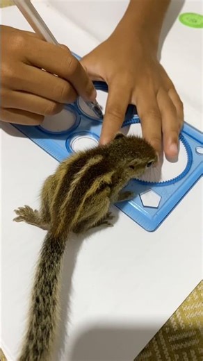 Baby Squirrel Watching Drawing Time 🐿️🎨 | Cute & Funny Moment #petsquirrel