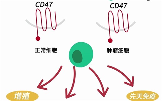 CD47,“别吃哦”靶点能逆袭吗【靶点科普】