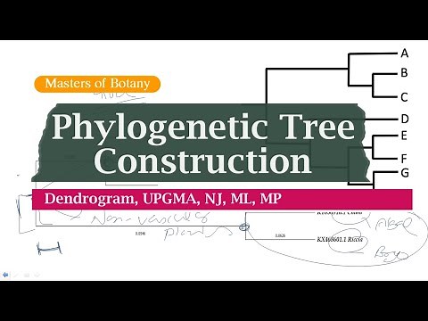 Bioinformatics | Phylogenetic Tree Construction | Dendrogram | MEGA, NCBI, UPGMA, NJ, ML, MP