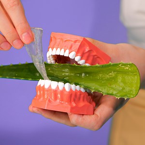 ぜひ知ってほしいアロエベラの効果的な効能