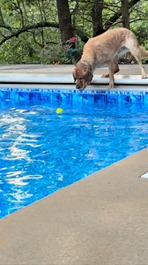 2.8K views · 286 reactions | Wilson #GoldenRetriever #hike #cats #dogs#catsofinstagram #chickens #hikingcats#Nature #deer #duck #trails#animals #fyp #funny #hike #hiking #trails #ducks | Brown Hiking Trails | Facebook