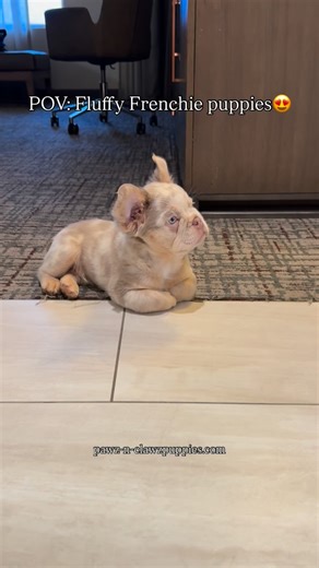 Myles Clawson | French Bulldog Breeder on Instagram: "Double tap if you love Fluffy Frenchie puppies! 😍 Hope everyone had a very Merry Christmas! We’re so excited for the new year ahead! 🤩 For more info on our French Bulldog puppies, visit pawz-n-clawzpuppies.com and fill out our puppy application to get started (link in bio). #frenchiepuppy #frenchbulldogpuppy #frenchbulldogs #frenchie #fluffyfrenchie fluffyfrenchbulldog petcare pets"