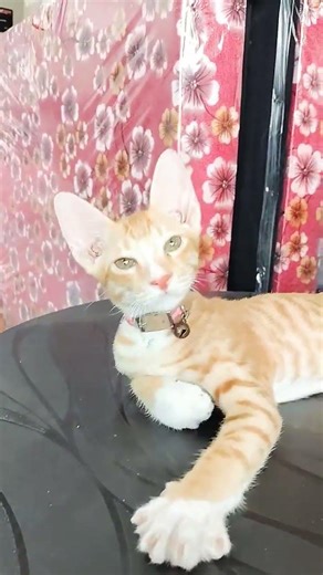 ❗😂இ எம் ஐ கட்டிய😜#shortsfeed #shortsviral #petshub #catsupplies #cat #shortvideo #funny #pets