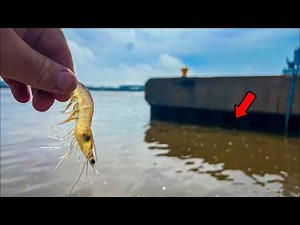 Using LIVE SHRIMP Around SEA WALLS to Catch a Ton of FISH! ** THE EASIEST WAY TO CATCH INSHORE FISH