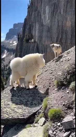 Intense Alpine Wildlife: Mountain Goat Charges Approaching Wolf