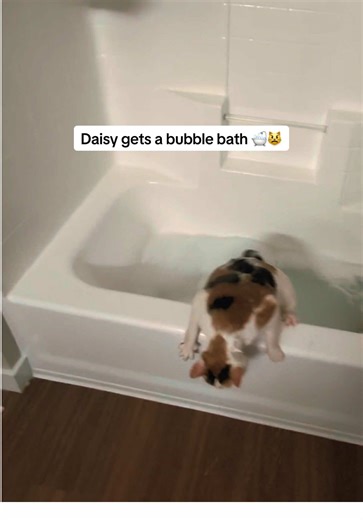 Daisy the Calico Cat's Hilarious Bubble Bath Experience