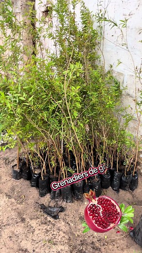 Voici quelques plants de grenadiers rouge de grandes tailles pour une entrée en production rapide #pepiniere #plant #grenadier #fruitier