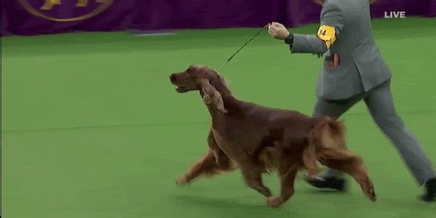 CBSSM: Inside The Westminster Dog Show