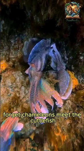 Cuttlefish: King of Camouflage with Rapid Color Change! 🐙 | Marine Life