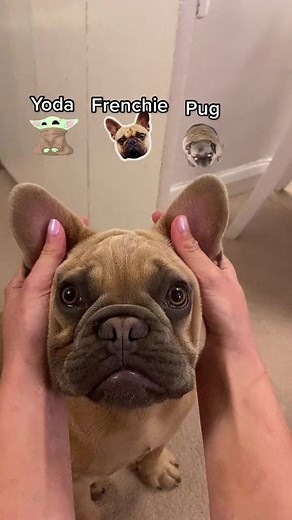 Yoda, Frenchie, Puuuuggg 🎶 .#FrenchBulldog#FrenchieLove#FrenchieLife#InstaFrenchie#FrenchieNation#FrenchiesOfInstagram#FrenchiePuppy#FrenchBulldogLove#FrenchieGram#FrenchieWorld#FrenchieObsessed#FrenchBulldogCommunity#FrenchieFamily#FrenchieLifeStyle#FrenchieDaily#FrenchBulldogPuppy#FrenchieAddict#FrenchiesAreTheBest#FrenchieCuteness#FrenchieNationUnite#FrenchieFun#FrenchieLovers#FrenchBulldogsofIG#FrenchieAdventures#FrenchieFever#FrenchieWorldWide#FrenchieVibes#FrenchBulldogLife#FrenchieSquad#
