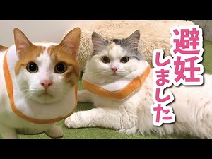 A cat and its owner struggle to choose an Elizabethan collar after spaying/neutering [Talking cat...