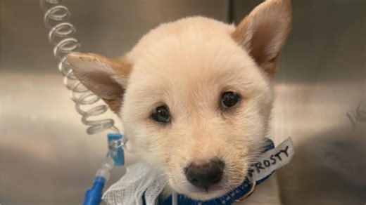 Puppy dies after being abandoned in Largo, 11 other dogs recovering